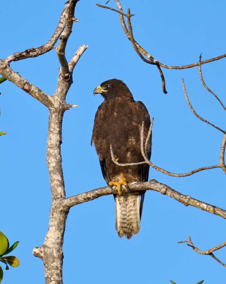 Galapagos Hawk - ML642300874