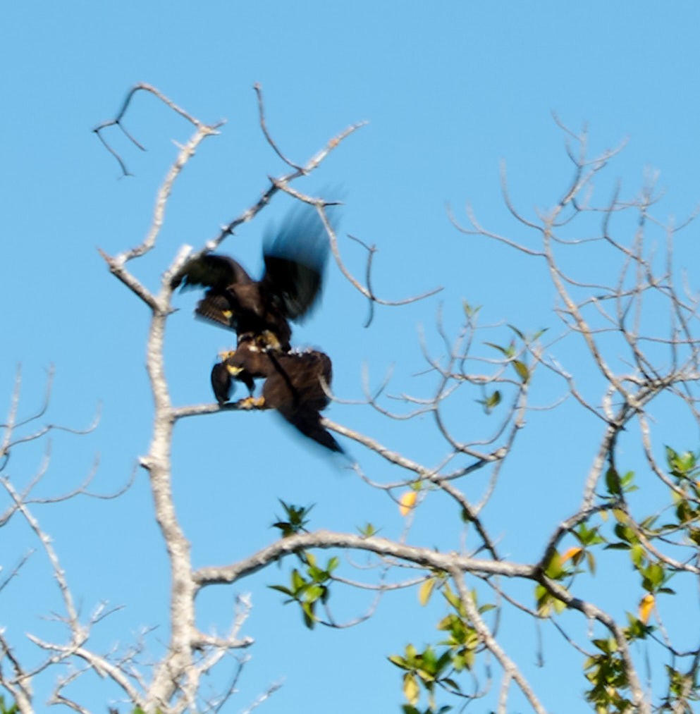 Galapagos Hawk - ML642300875