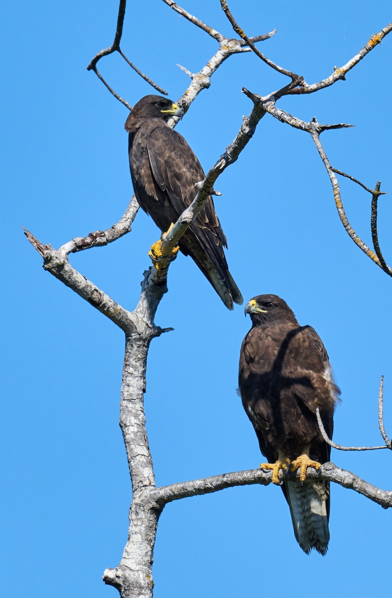 Galapagos Hawk - ML642300876