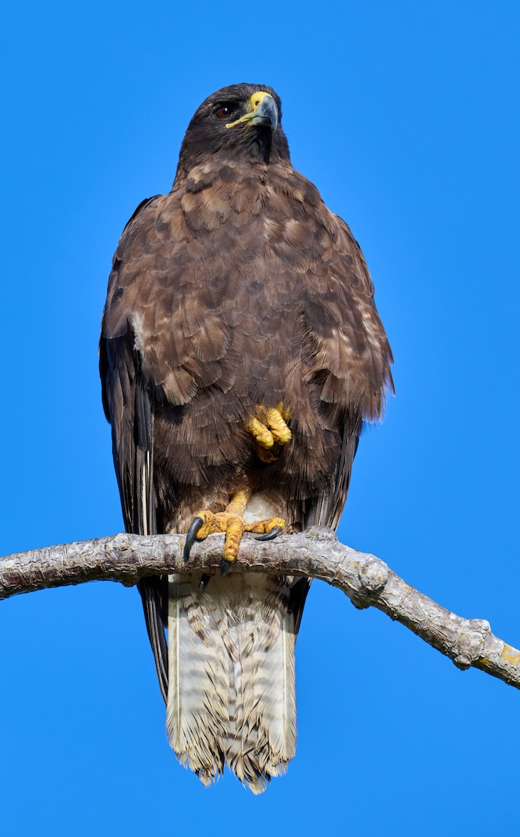 Galapagos Hawk - ML642300877
