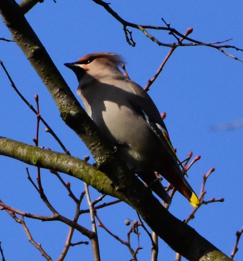 Bohemian Waxwing - ML642300880