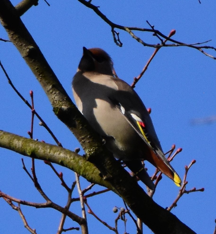 Bohemian Waxwing - ML642300881