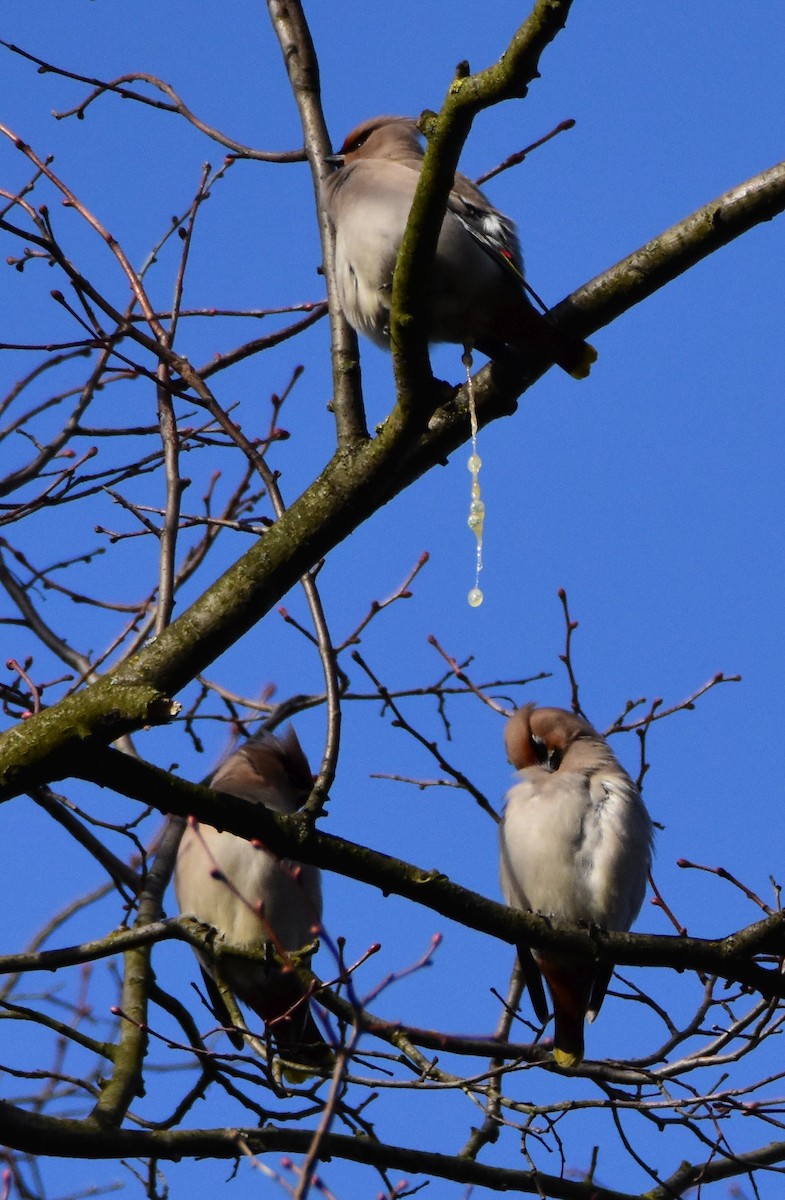 Bohemian Waxwing - ML642300882