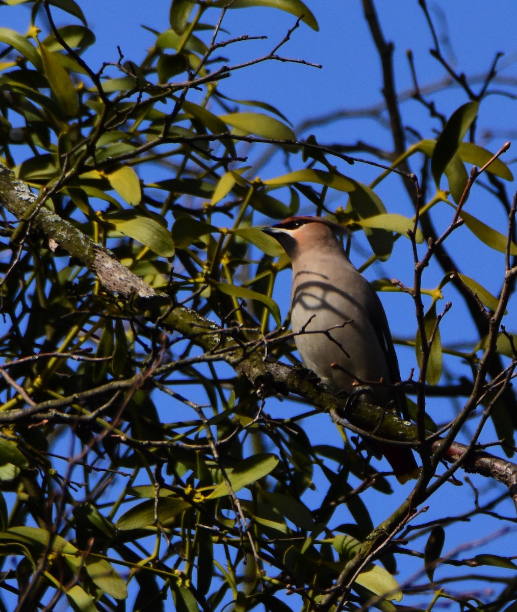 Bohemian Waxwing - ML642300883