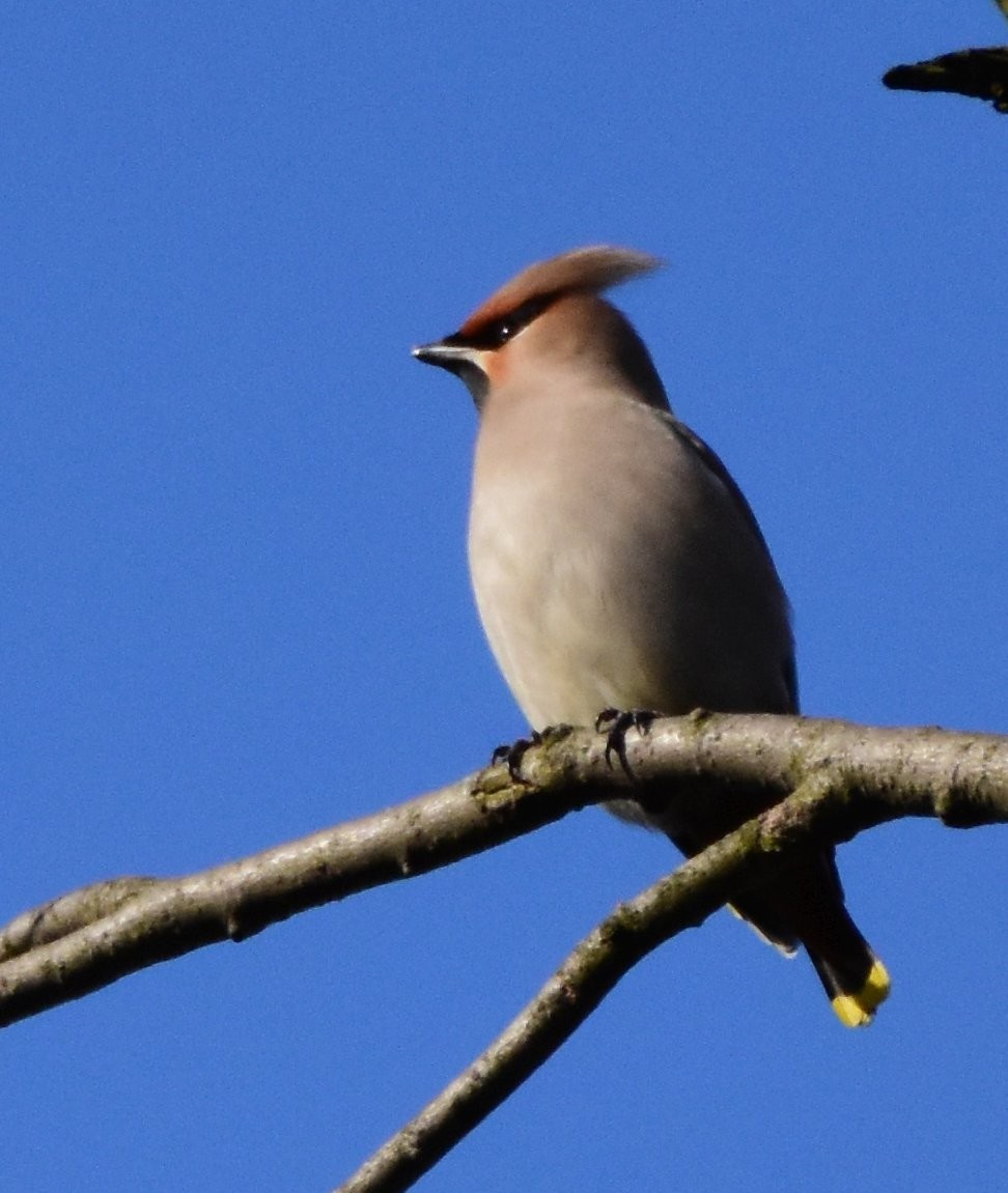 Bohemian Waxwing - ML642300884