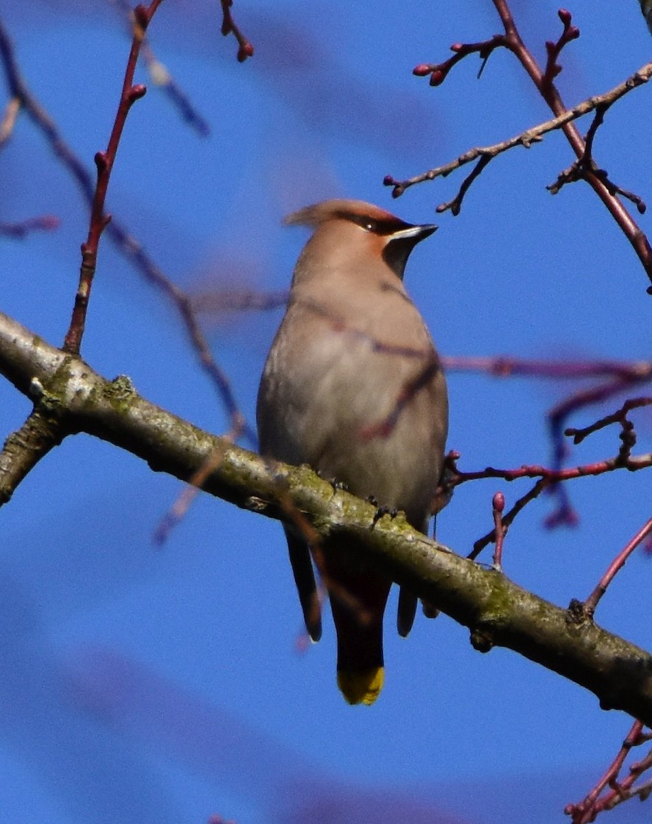 Bohemian Waxwing - ML642300885
