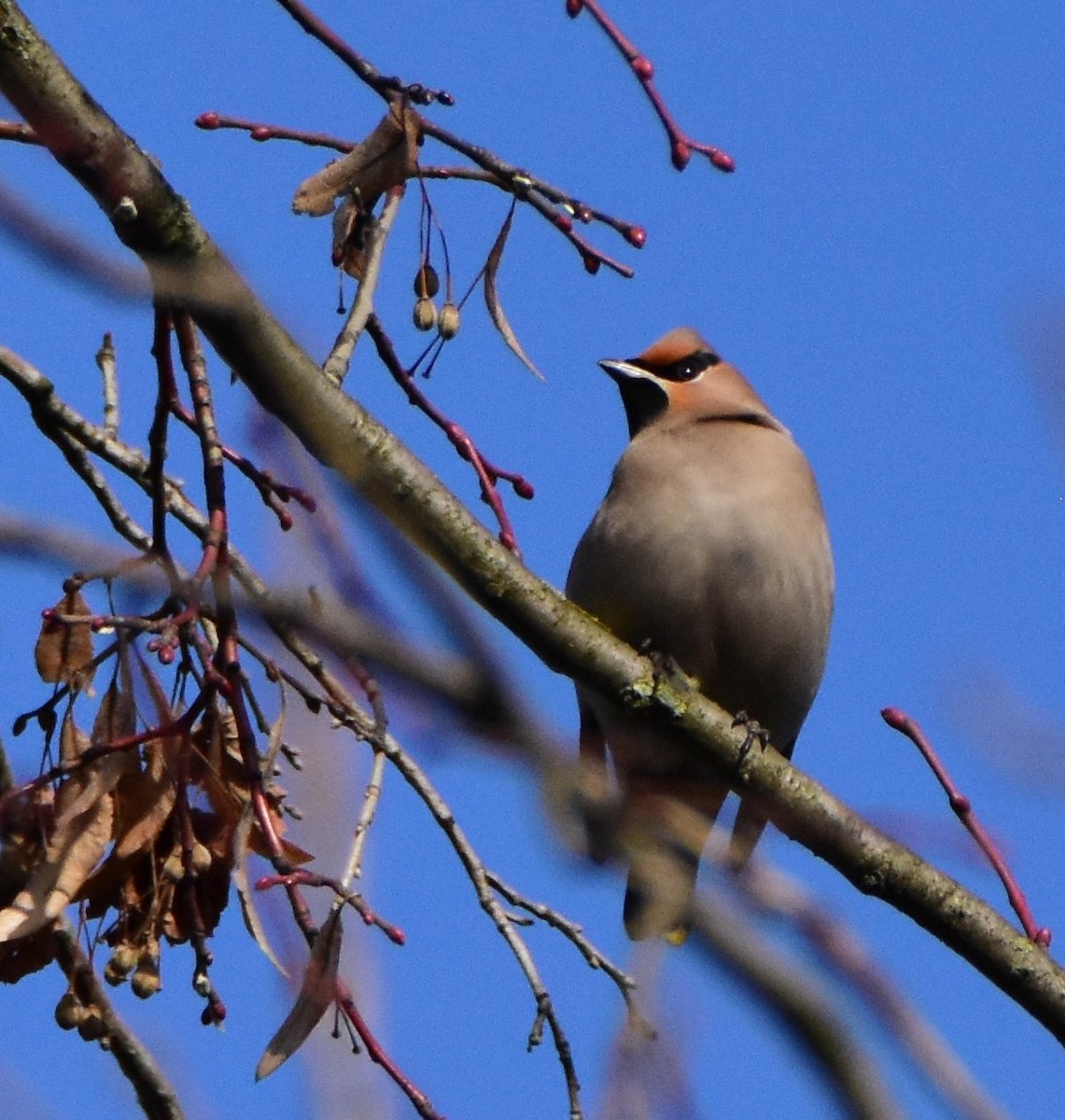 Bohemian Waxwing - ML642300886