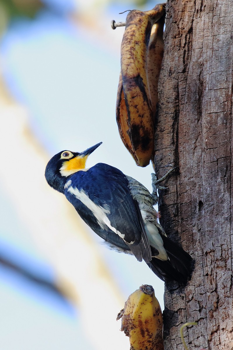 Yellow-fronted Woodpecker - ML642300949