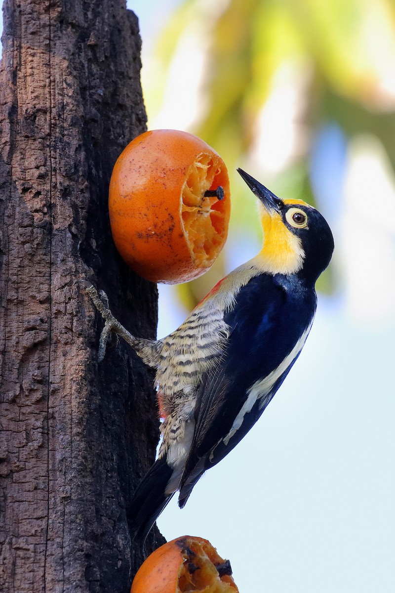 Yellow-fronted Woodpecker - ML642300950