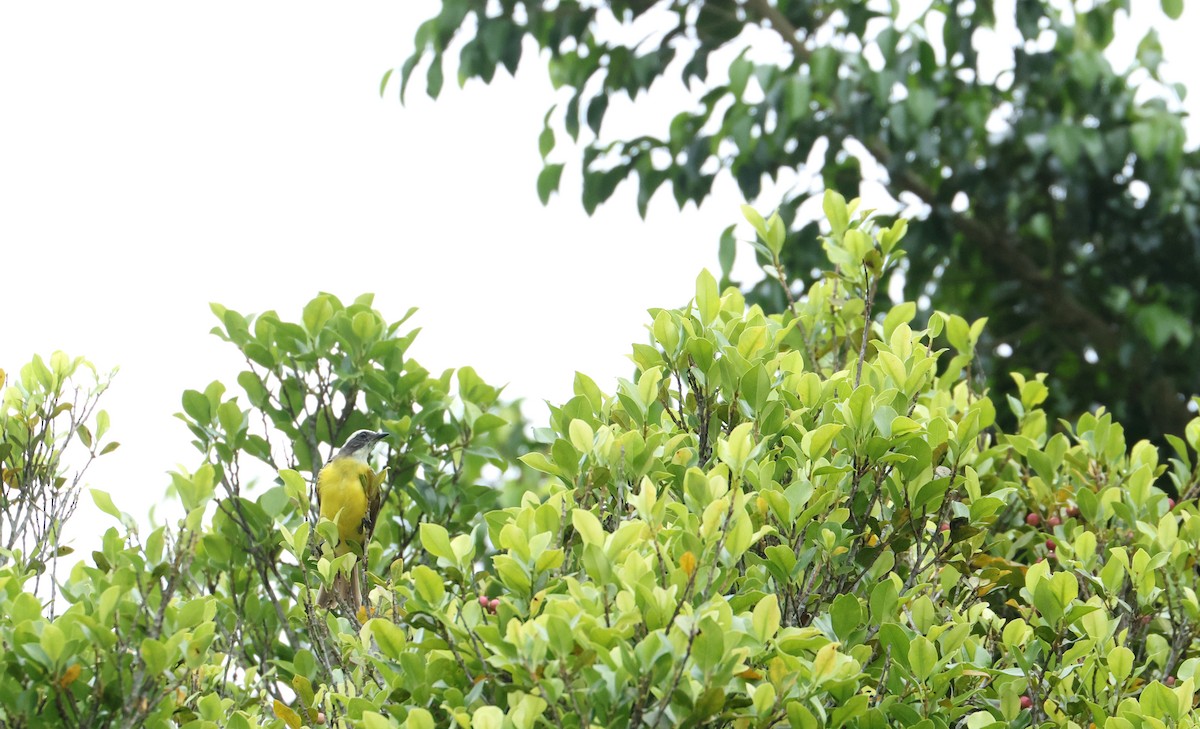 Social Flycatcher - ML642300971