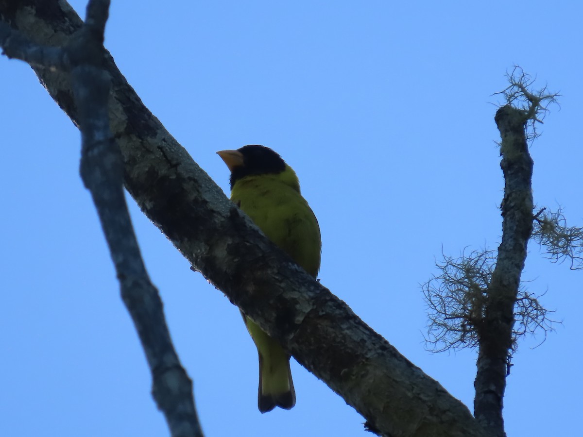 Antillean Siskin - ML642300988