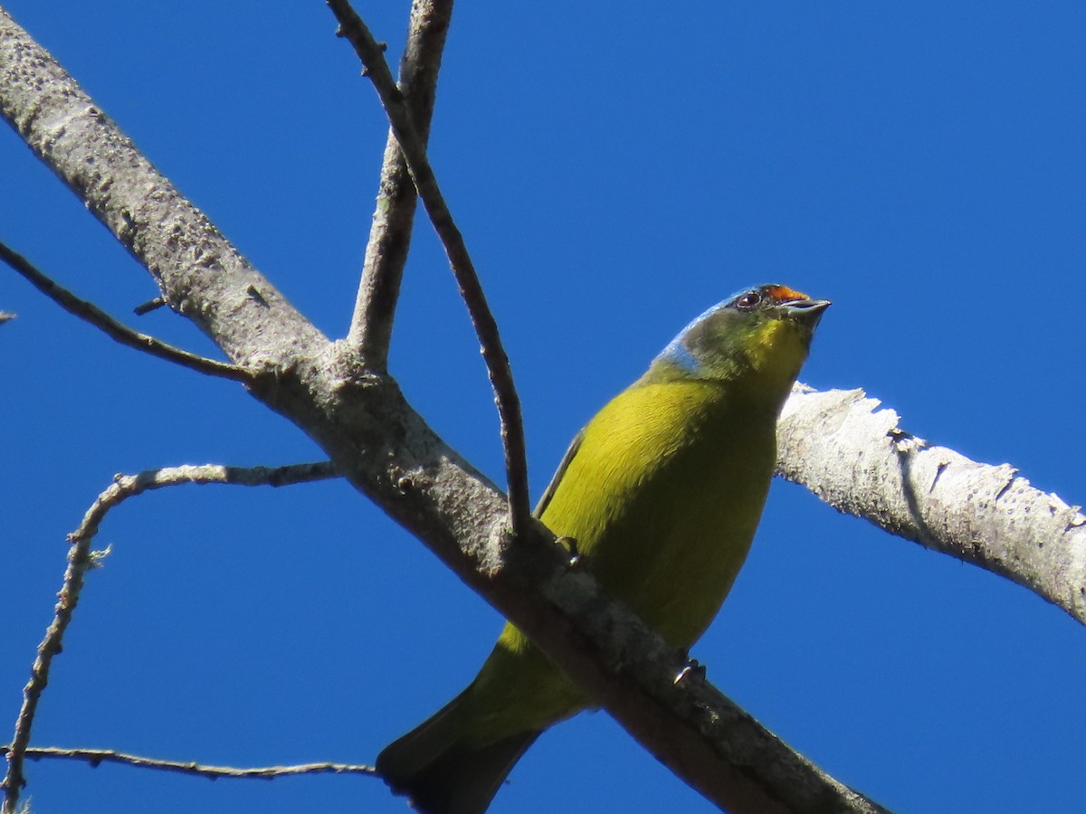 Hispaniolan Euphonia - ML642301000