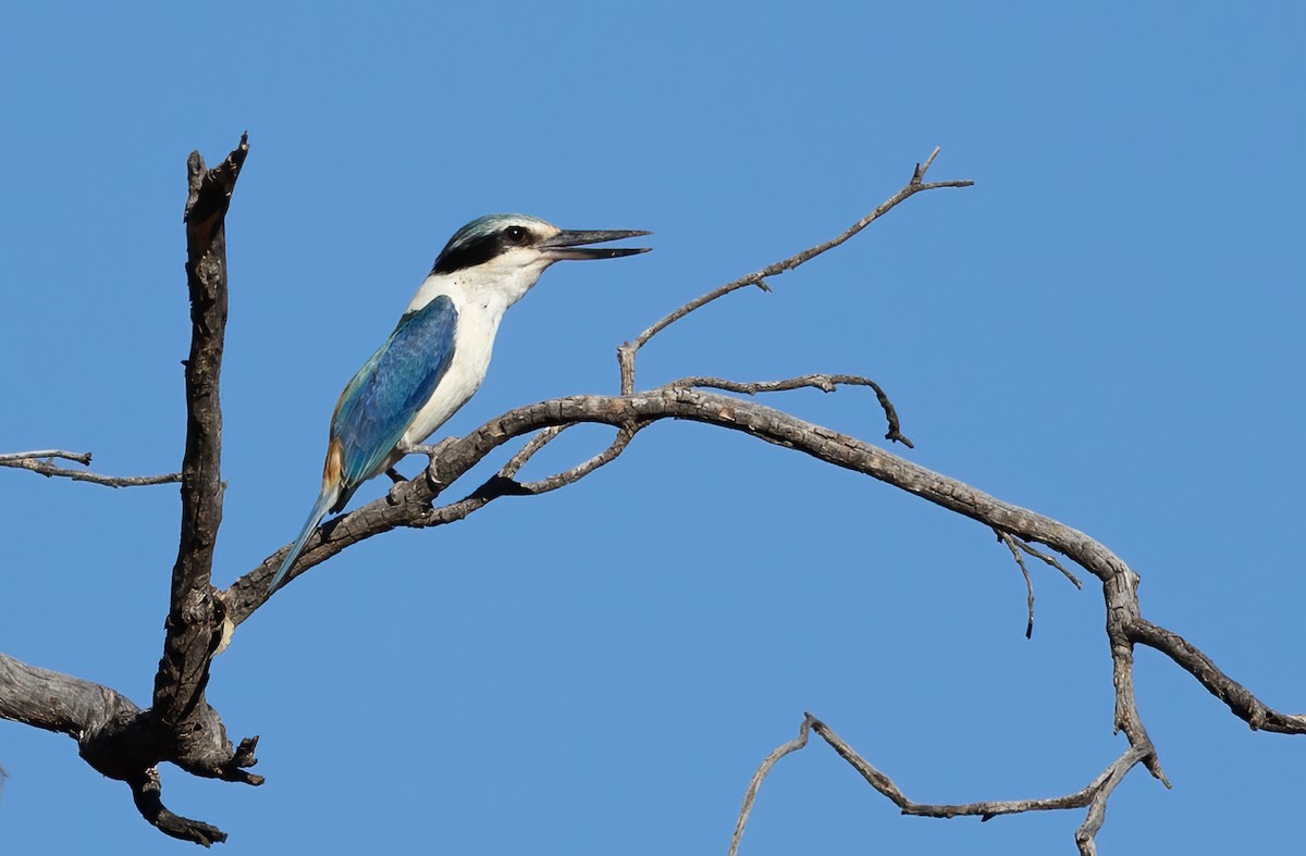 Red-backed Kingfisher - ML642301015