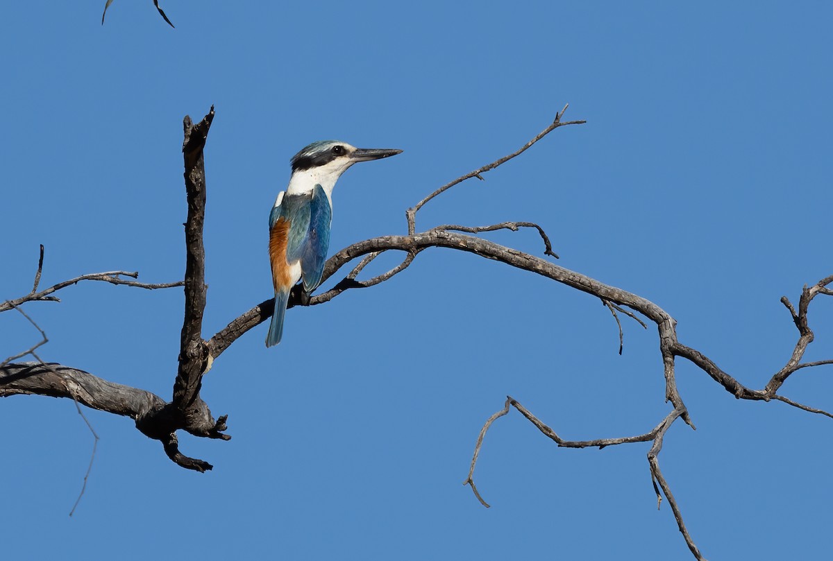 Red-backed Kingfisher - ML642301016