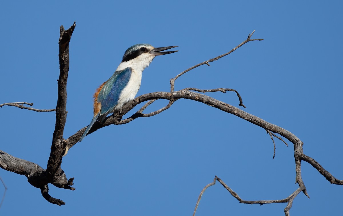 Red-backed Kingfisher - ML642301018