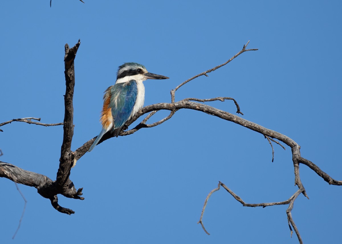 Red-backed Kingfisher - ML642301019