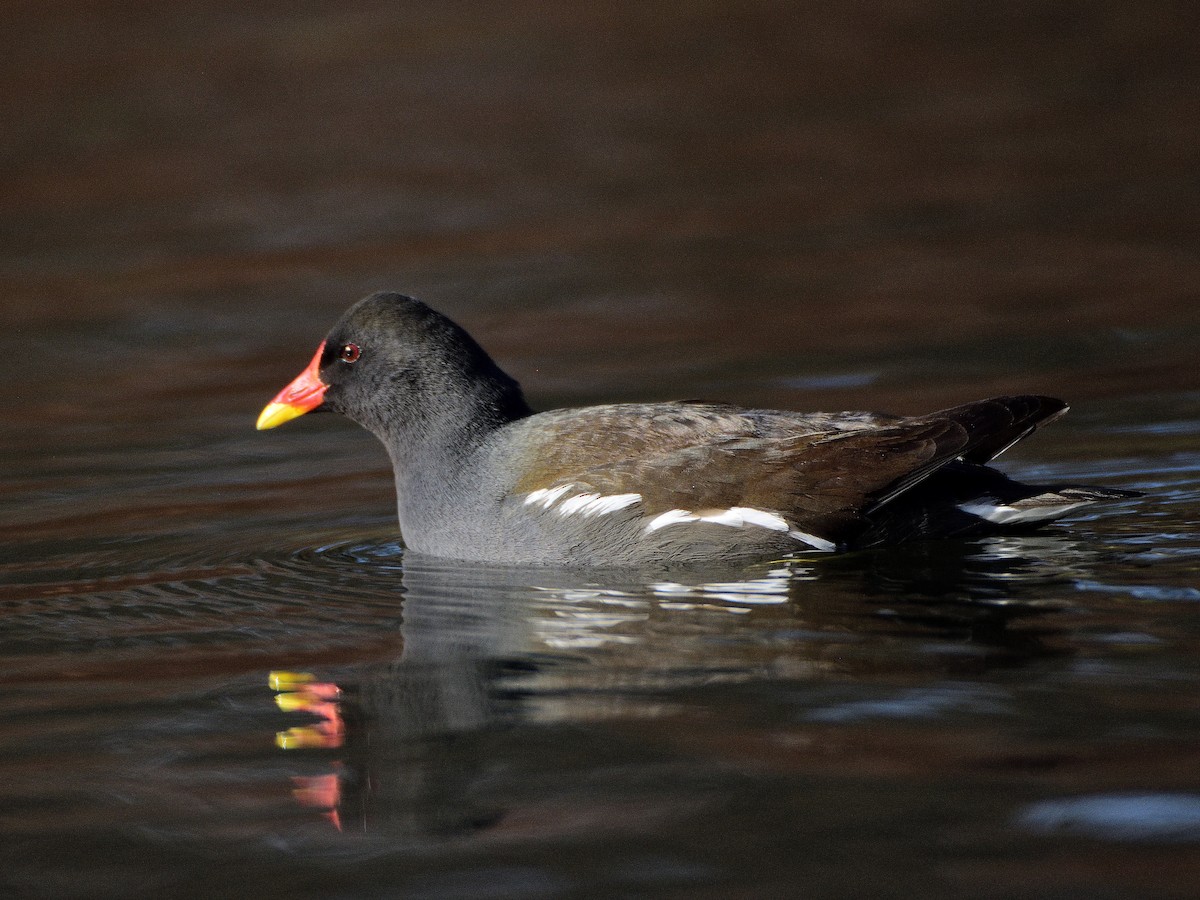 Gallinule poule-d'eau - ML642301022