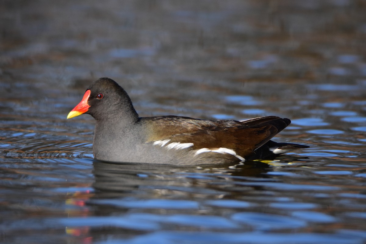 Gallinule poule-d'eau - ML642301023