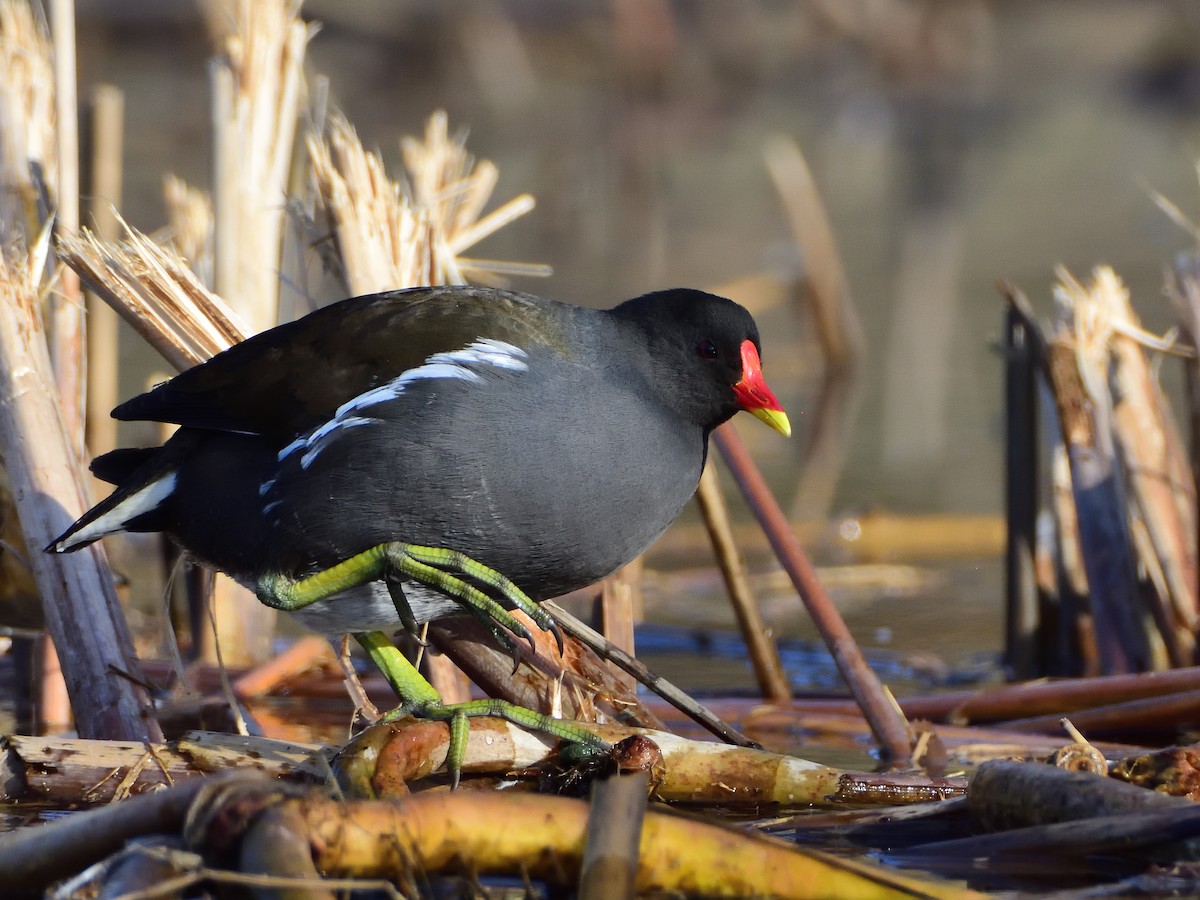 Gallinule poule-d'eau - ML642301024