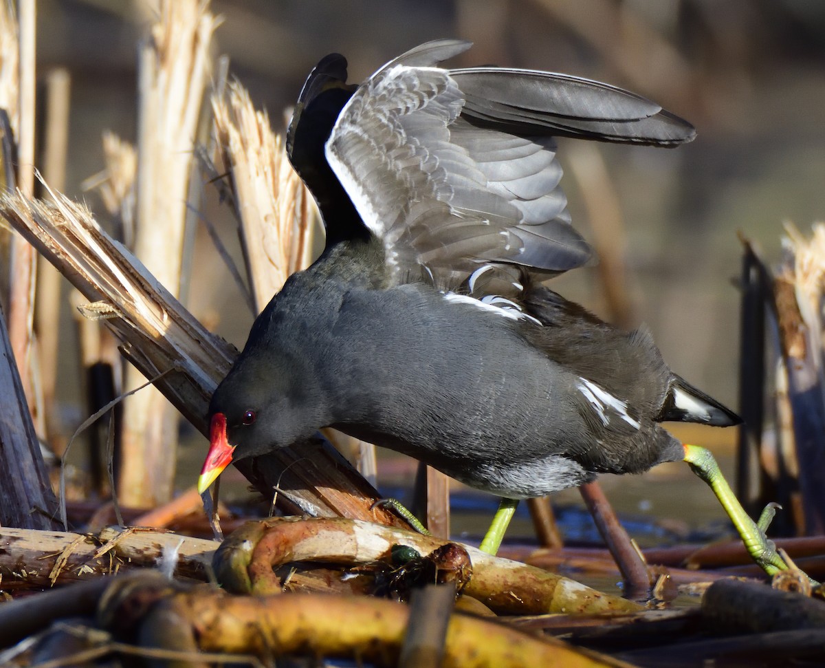 Gallinule poule-d'eau - ML642301025