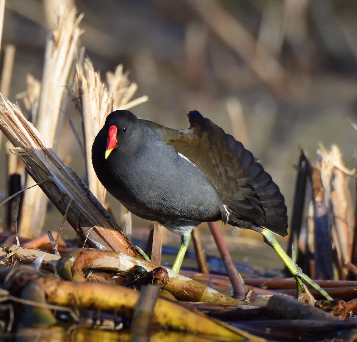 Gallinule poule-d'eau - ML642301026