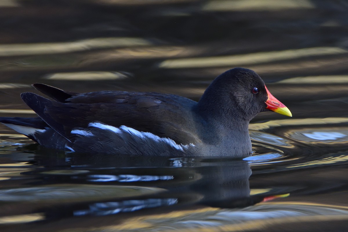 Gallinule poule-d'eau - ML642301028