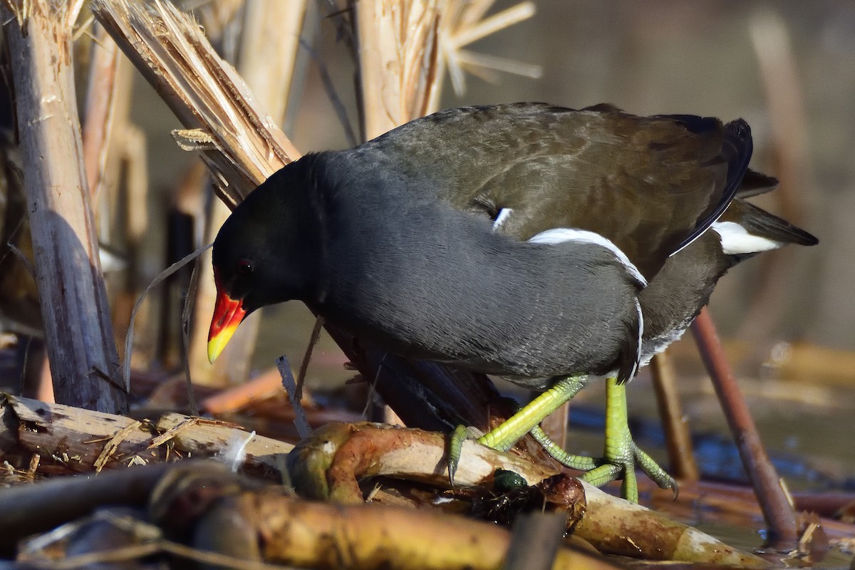Gallinule poule-d'eau - ML642301029