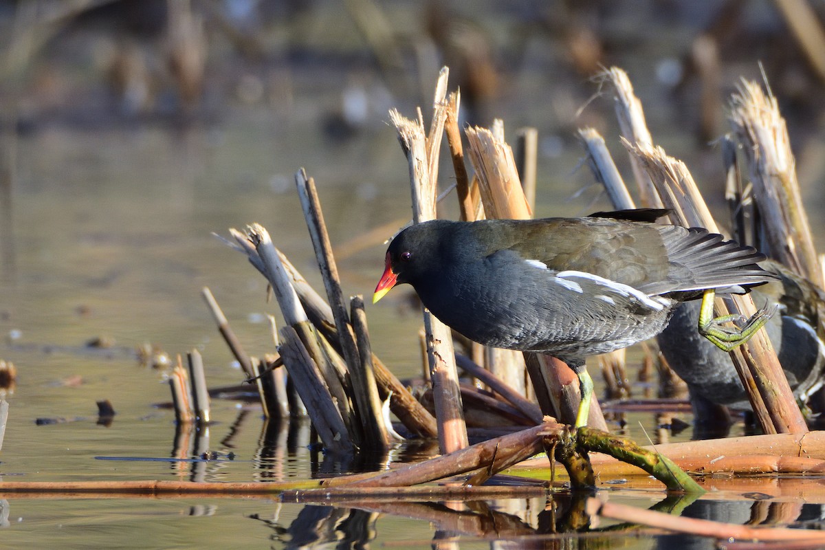 Gallinule poule-d'eau - ML642301030
