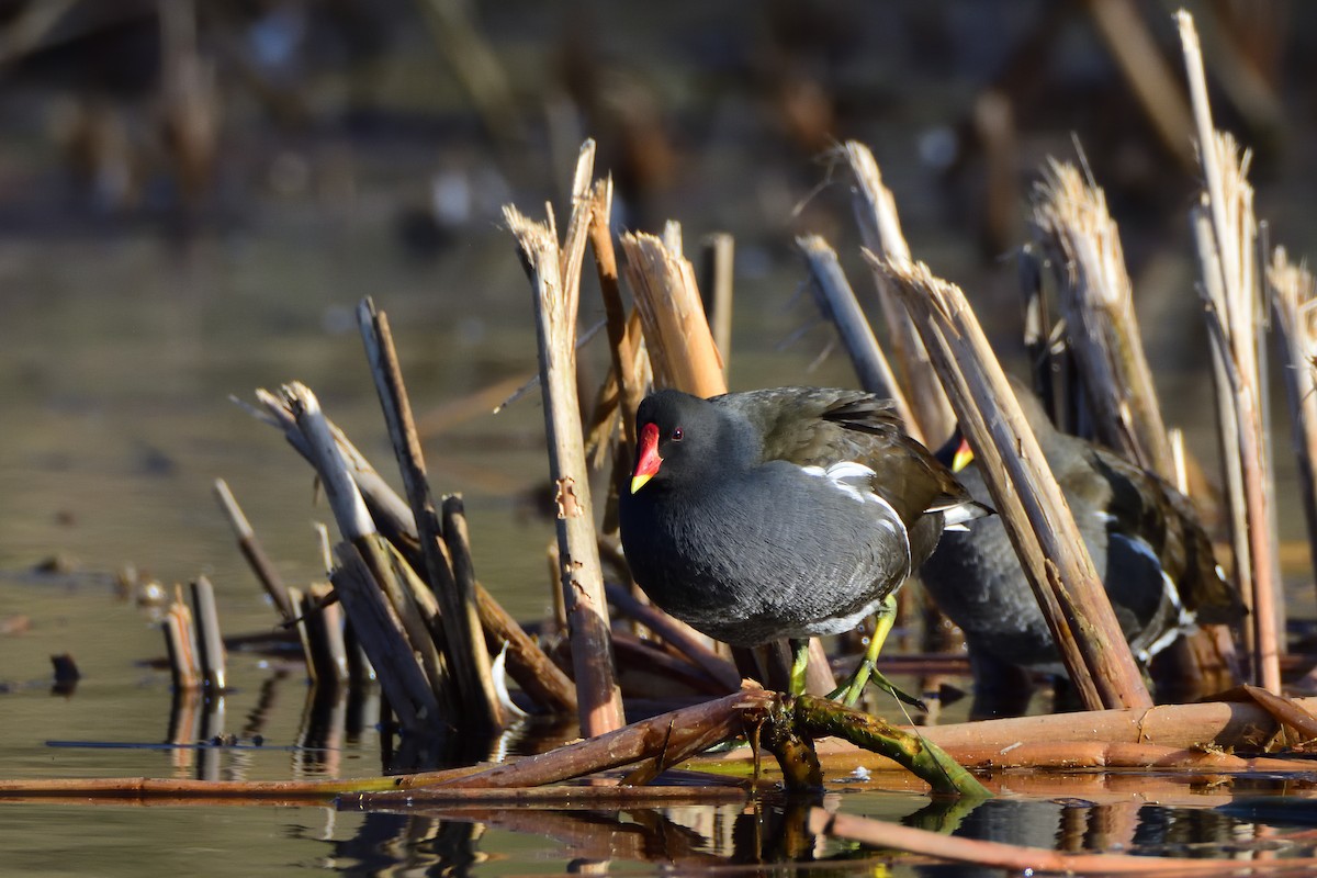 Gallinule poule-d'eau - ML642301032