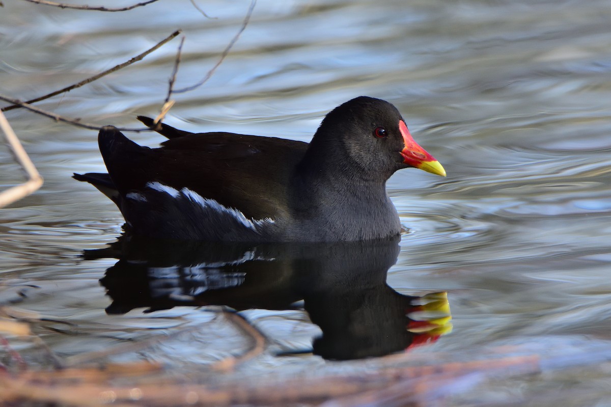 Gallinule poule-d'eau - ML642301033