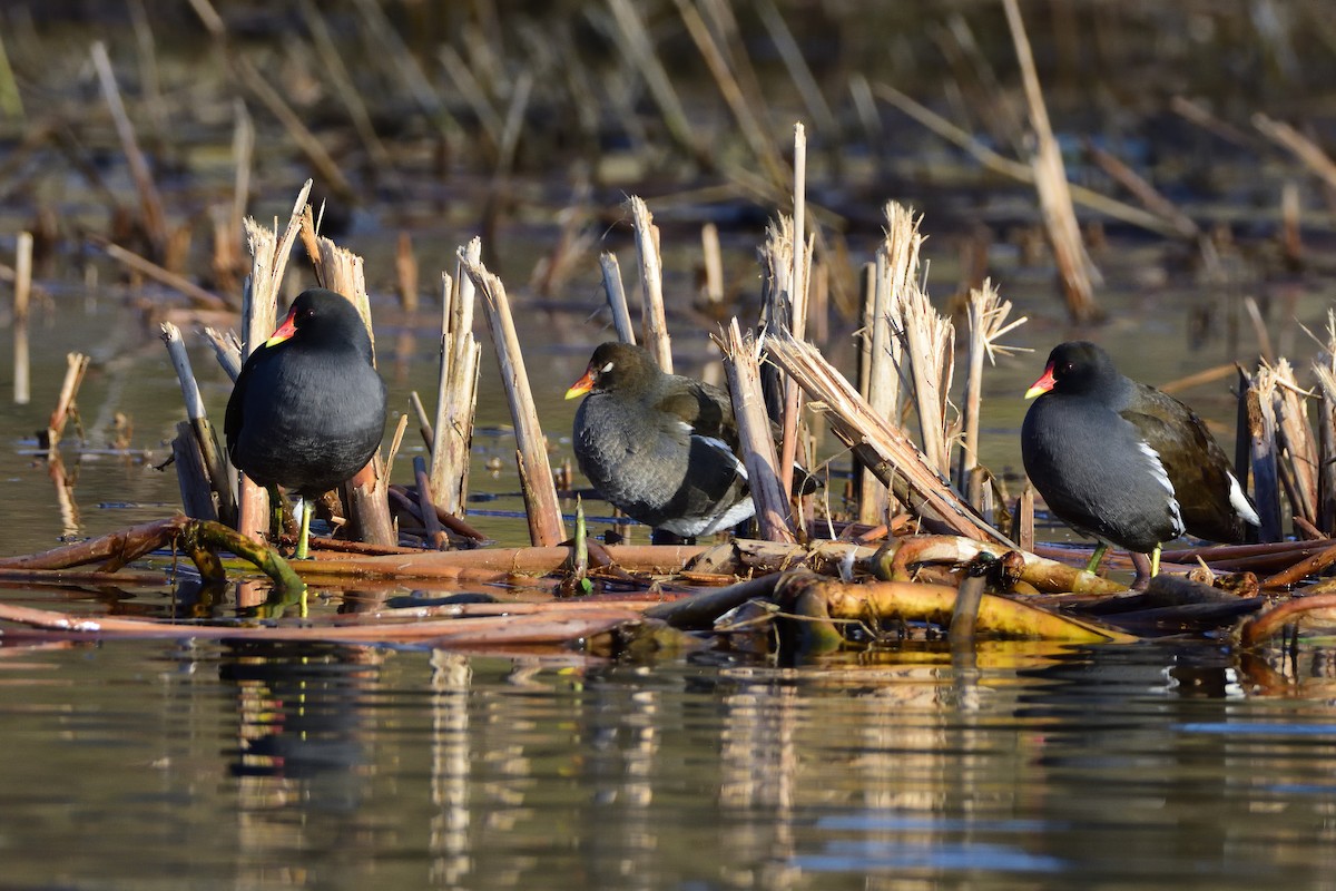 Gallinule poule-d'eau - ML642301034