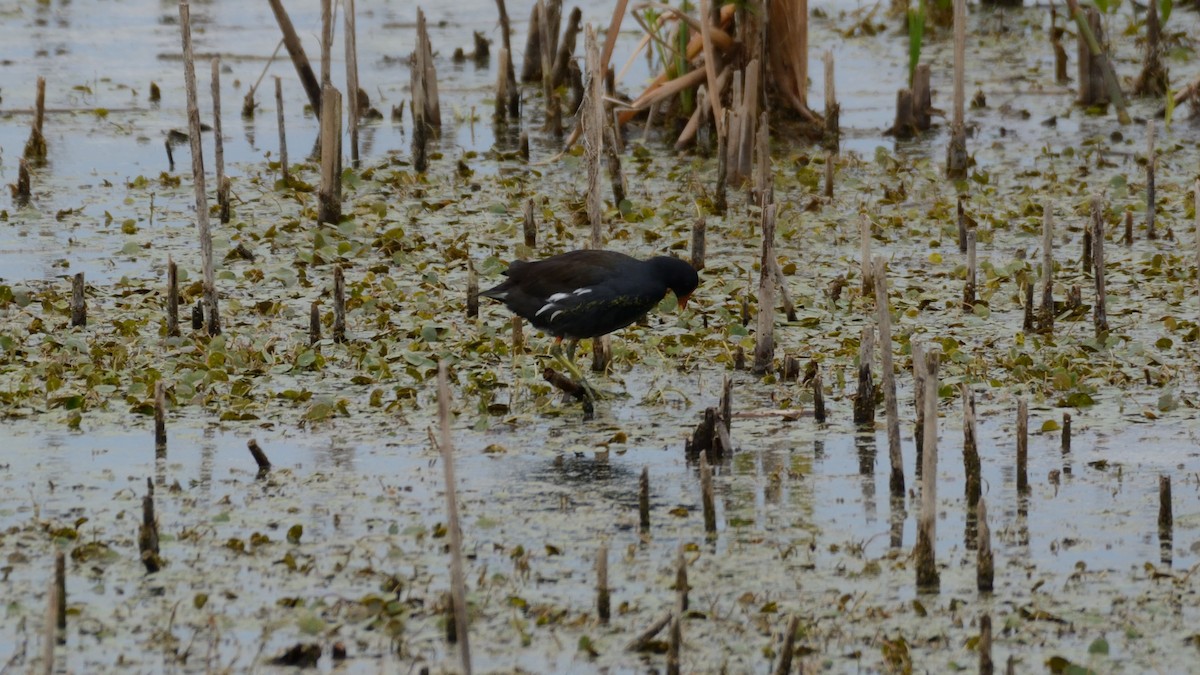 Gallinule d'Amérique - ML642301043