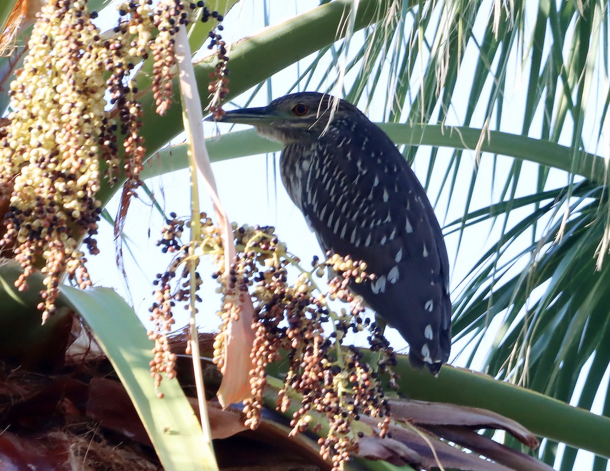 Black-crowned Night Heron - ML642301049