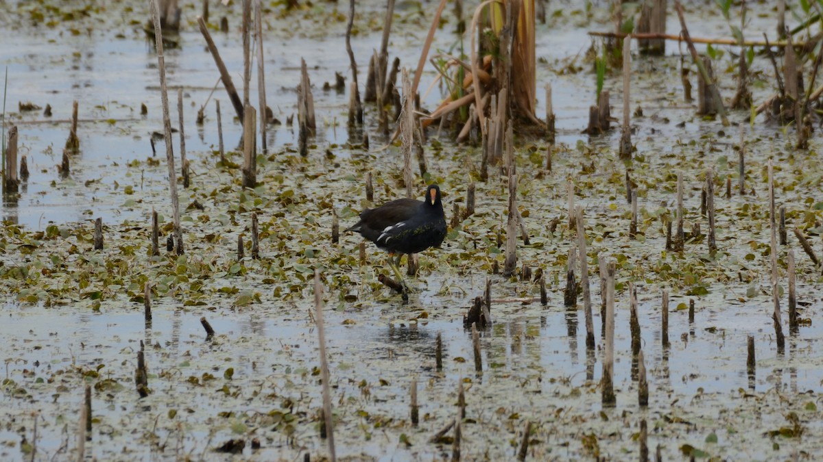 Common Gallinule - ML642301051