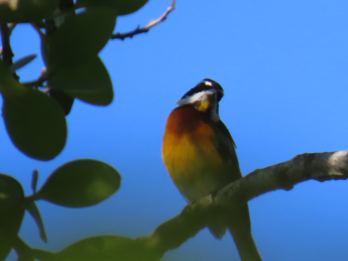 Hispaniolan Spindalis - ML642301052