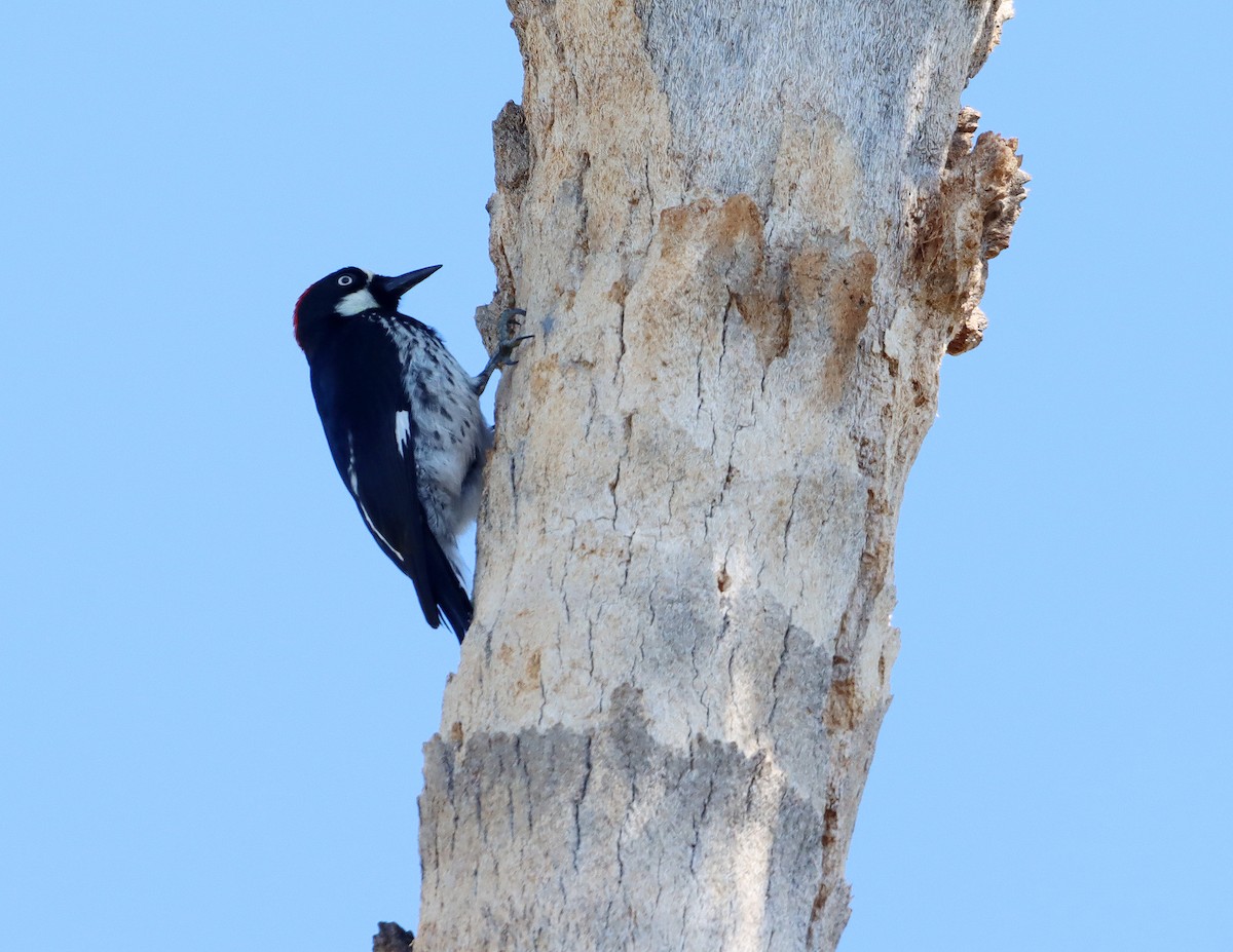 Acorn Woodpecker - ML642301053