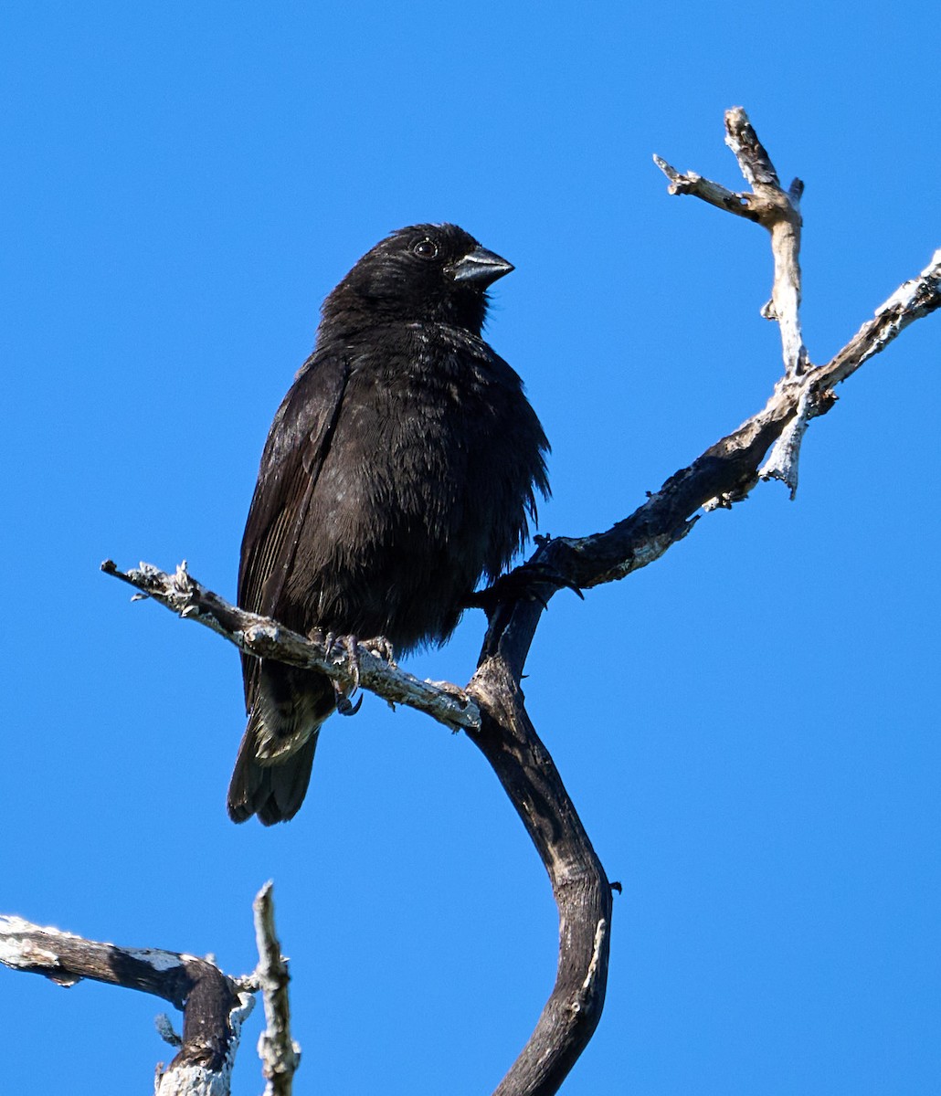 Medium Ground-Finch - ML642301056