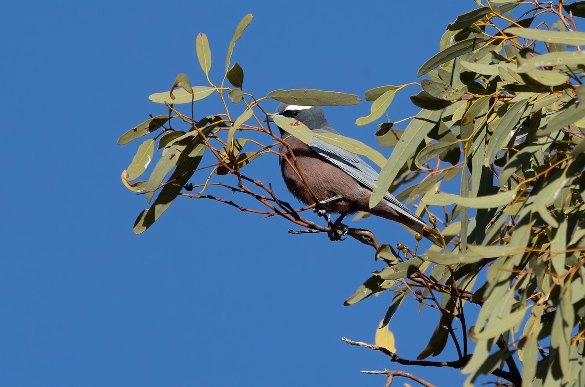 White-browed Woodswallow - ML642301058
