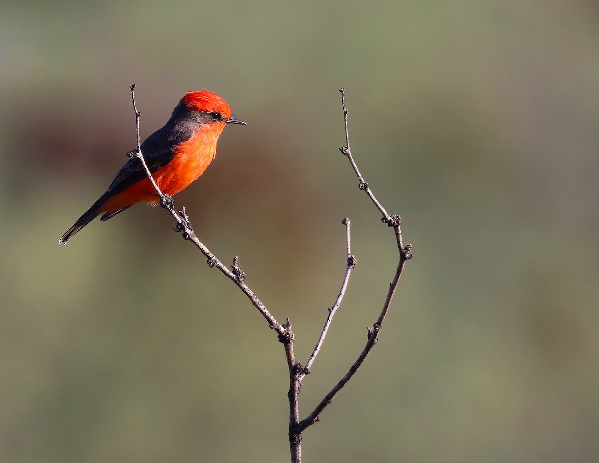 Vermilion Flycatcher - ML642301059