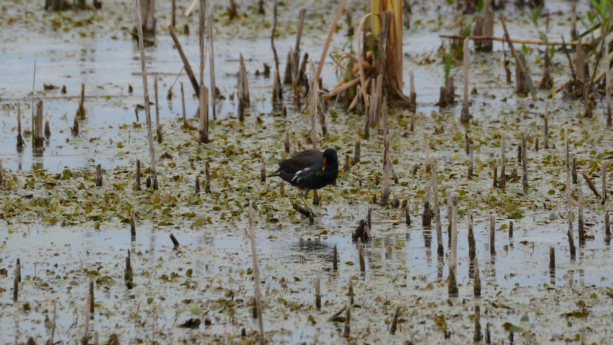 Common Gallinule - ML642301066