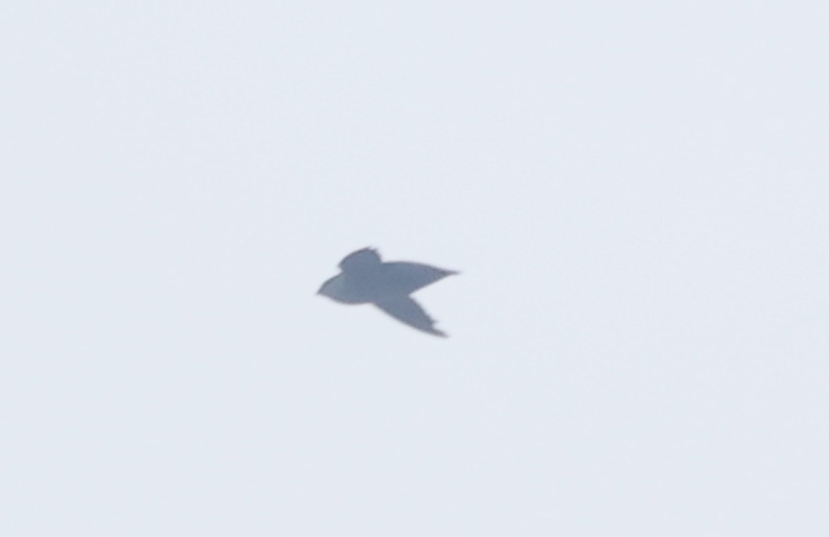 Chimney/Vaux's Swift - ML642301067