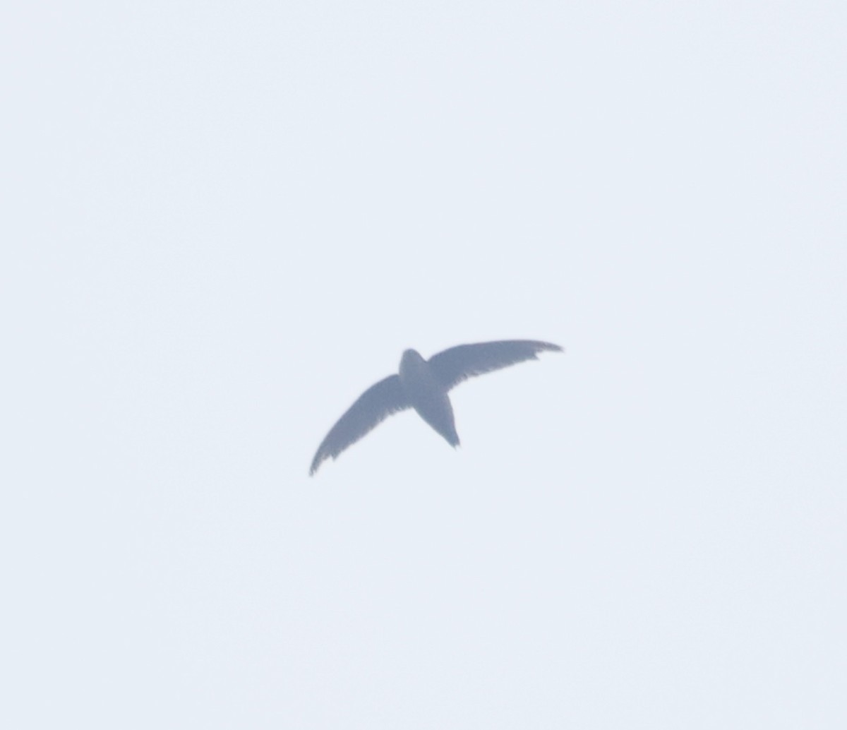 Chimney/Vaux's Swift - ML642301068