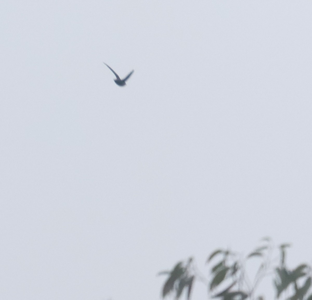 Chimney/Vaux's Swift - ML642301070