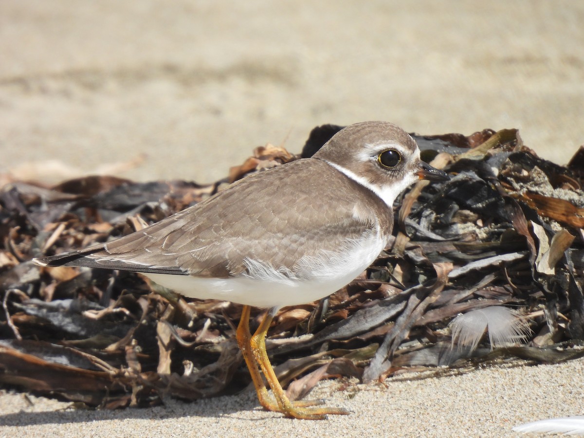 Semipalmated Plover - ML642301071