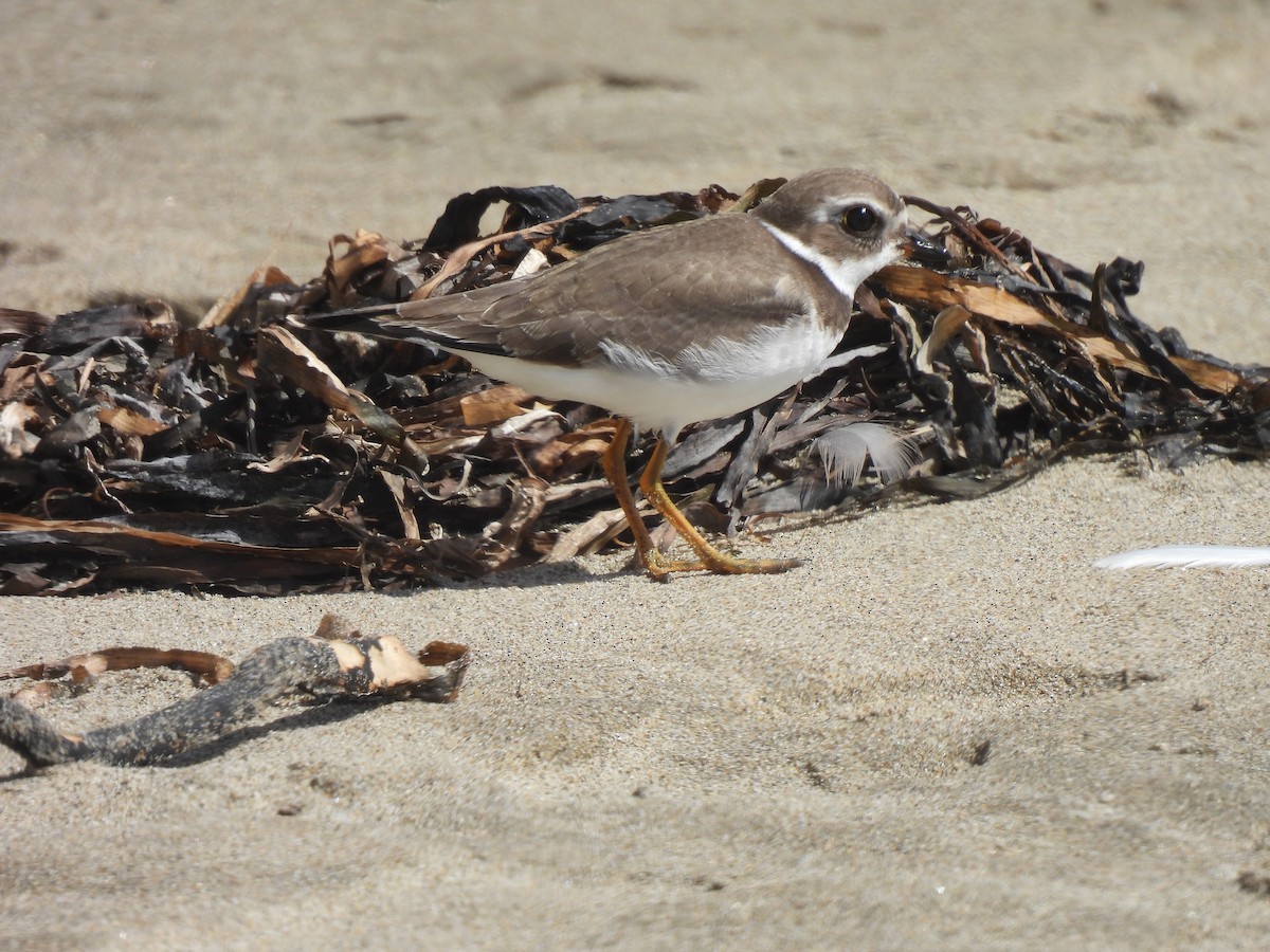 Semipalmated Plover - ML642301072