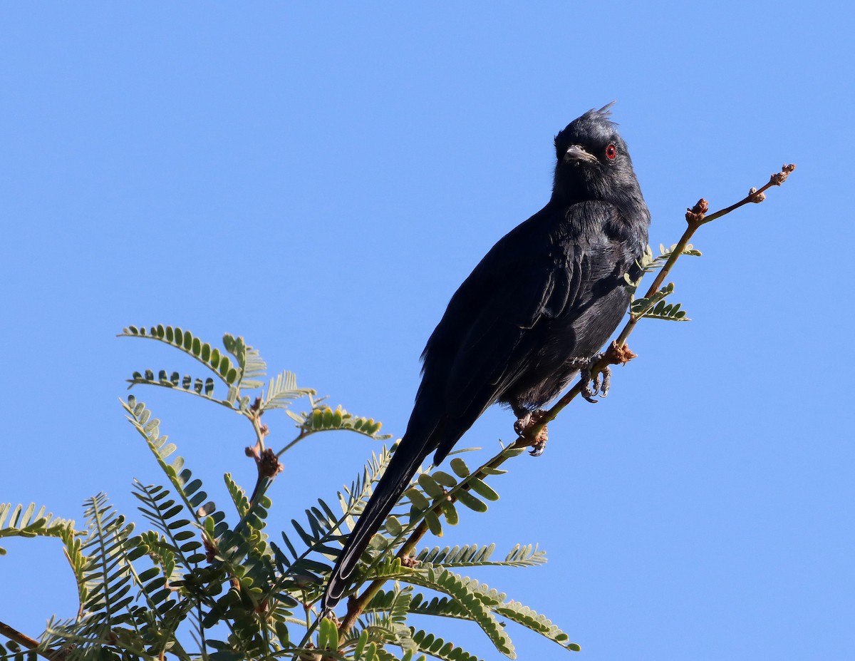 Phainopepla - ML642301074