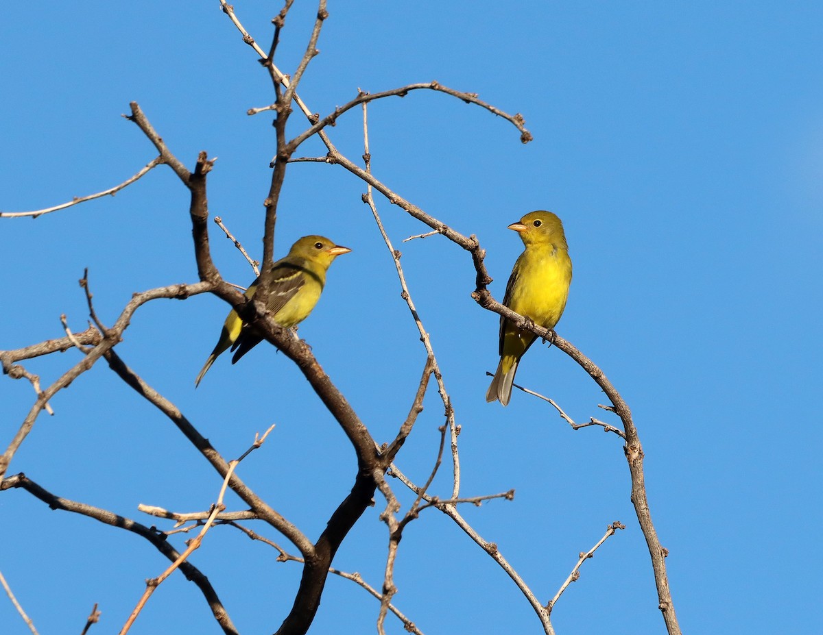 Western Tanager - ML642301078