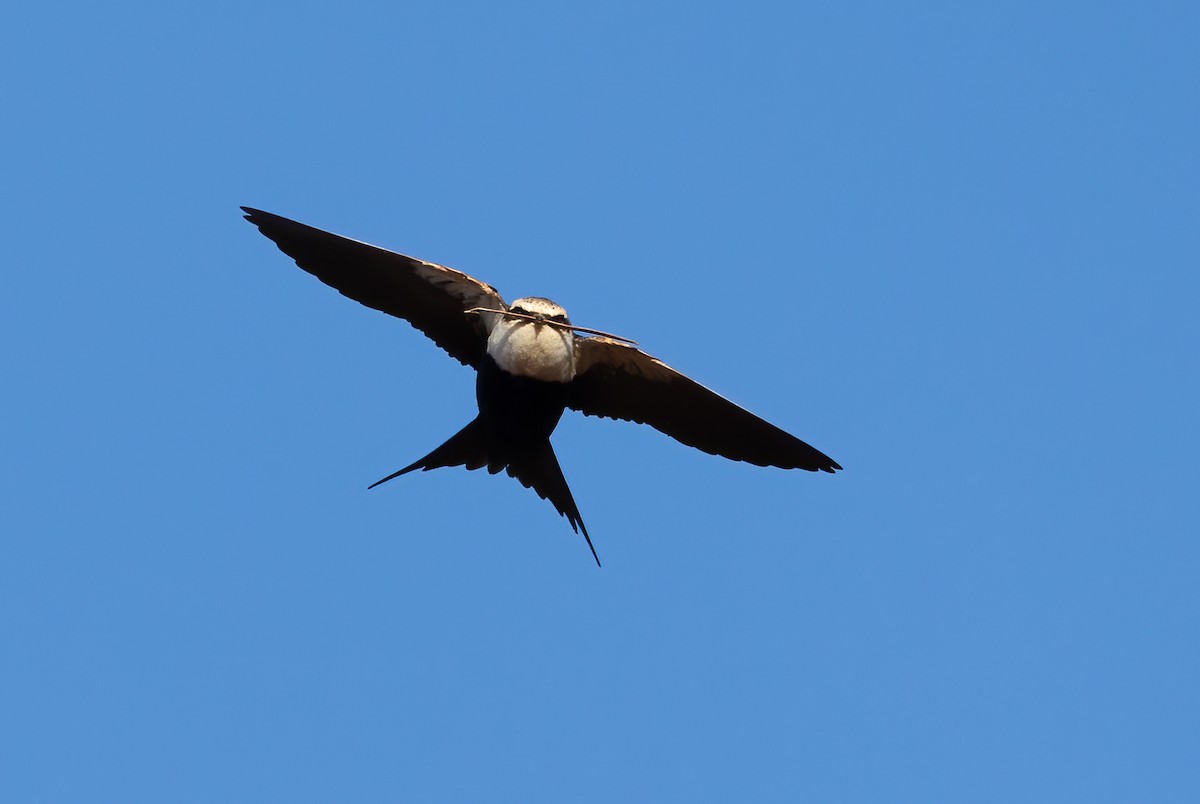 Golondrina Dorsiblanca - ML642301080