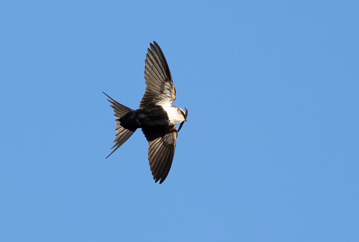 Golondrina Dorsiblanca - ML642301081