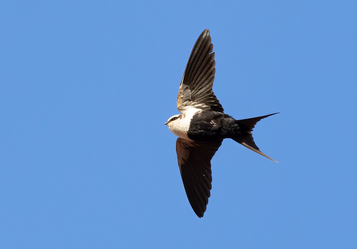 Golondrina Dorsiblanca - ML642301082